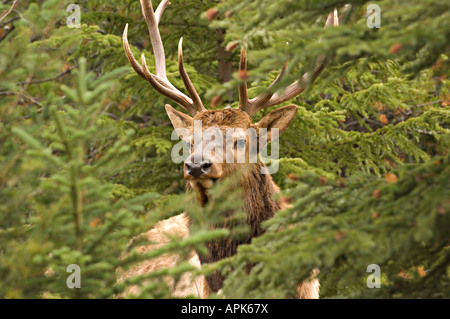 A Bull Elk looking out from behind a tree Stock Photo