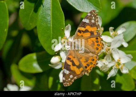 beautiful orange butterfly sits on white flowers Stock Photo