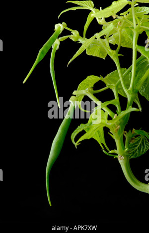 Bush bean, or common bean, Phaseolus vulgaris, pods. Stock Photo