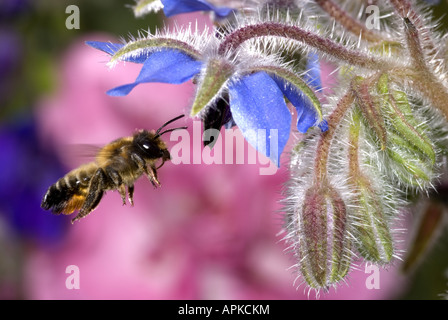 leafcutting bees, leaf-cutter bees (Megachilidae, Megachilinae), on Borago officinalis Stock Photo
