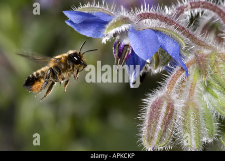 leafcutting bees, leaf-cutter bees (Megachilidae), on Borago officinalis Stock Photo