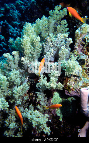 Egypt Red Sea Common Goldfish Anthias Squampinnis in soft coral Stock Photo