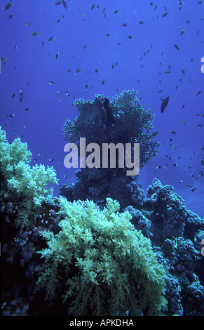 Egypt Red Sea the coral reef with hard soft corals Stock Photo