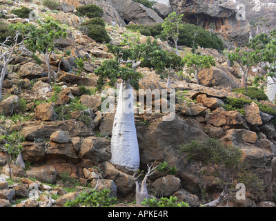 Cucumber Tree (Dendrosicyos socotranus), single plant between rocks, Yemen, Socotra Stock Photo