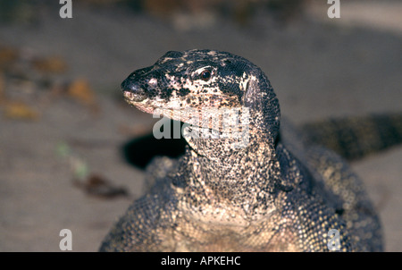 Philippines Palawan Sabang reptiles Monitor Lizard Stock Photo