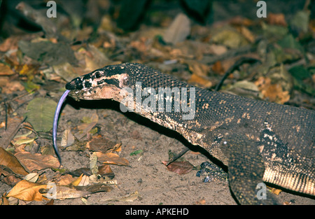 Philippines Palawan Sabang reptiles Monitor Lizard tasting the air Stock Photo