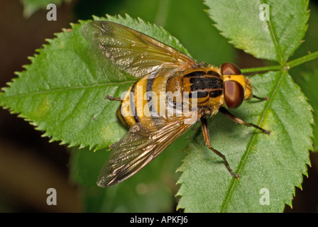 Volucella zonaria, Hoverfly, Female. Diptera, Syrphidae. UK, Kent, August Stock Photo