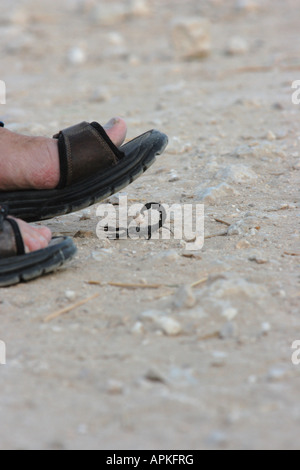 fattailed scorpion, fat-tailed scorpion, African fat-tailed scorpion (Androctonus crassicauda), walking under sandale, Qatar Stock Photo