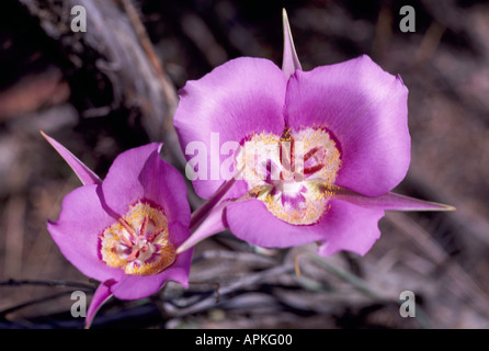 Sagebrush Mariposa Lily (Calochortus macrocarpus) in bloom - Wild Flowers / Wildflowers blooming in BC, British Columbia, Canada Stock Photo