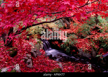 Beacon Hill Park, Victoria, BC, British Columbia Canada - Japanese Maple Tree, Autumn Leaves & Colours / Colors, Small Waterfall Stock Photo