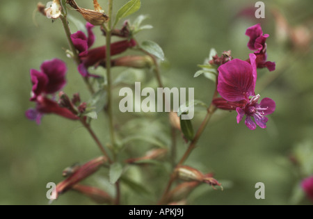 Blue Waxweed, Clammy Cuphea, Flux weed, Fluxweed (Cuphea viscosissima), blooming plant Stock Photo