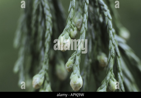 giant sequoia, giant redwood (Sequoiadendron giganteum), male blossoms Stock Photo