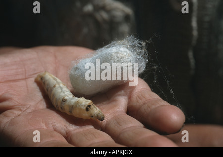 silkworm moth (Bombyx mori), caterpillar and cocoon on a hand, Uzbekistan, Ferghana Tal Stock Photo