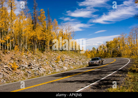 Car driving on road Golden Aspen leaves aspen trees in fall white bark autumn fall leaves fall color Stock Photo
