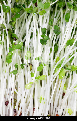 Broccoli sprouts  (close-up) Stock Photo