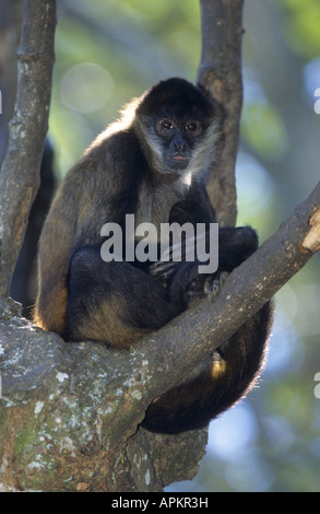 black-headed spider monkey (Ateles geoffroyi), hanging at tree Stock Photo