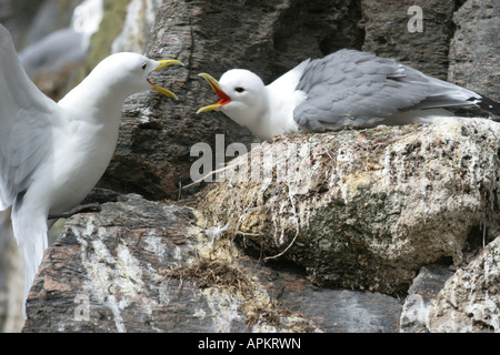 black-legged kittiwake (Rissa tridactyla, Larus tridactyla), Arguing black legged kittiwakes at the nest, Norway, island Runde Stock Photo