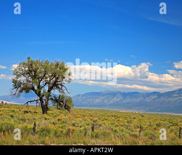 landscape at Buena Vista, USA, Colorado Stock Photo