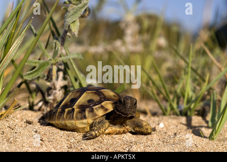 Cute reptile, Hermann's tortoise (Testudo hermanni) on white background ...