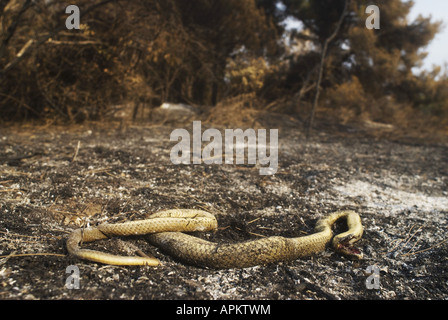 Montpellier snake (Malpolon monspessulanus insignitus), forest fires in Greece in summer 2007, burned individual, Greece, Pelop Stock Photo
