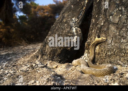 Montpellier snake (Malpolon monspessulanus insignitus), forest fires in Greece in summer 2007, burned individual, Greece, Pelop Stock Photo