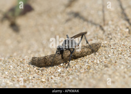 digger wasp, hunting wasp (Sphecidae, Sphegidae), digger wasp with prey, Greece, Peloponnes Stock Photo
