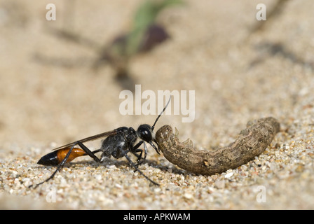digger wasp, hunting wasp (Sphecidae, Sphegidae), digger wasp with prey, Greece, Peloponnes Stock Photo