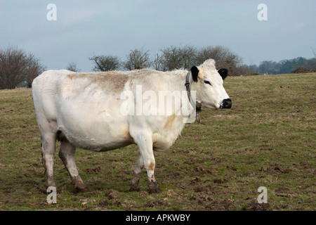 A single British White heifer wearing a leather collar standing in field in winter, West Sussex, England. Stock Photo