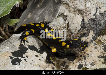 Greek fire salamander (Salamandra salamandra werneri), in the Taigetos mountains, Greece, Peloponnes Stock Photo