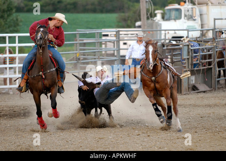 Cowboys participate in Rodeo bull dogging event Stock Photo