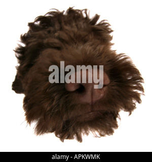 Italian Waterdog (Canis lupus f. familiaris), snout Stock Photo