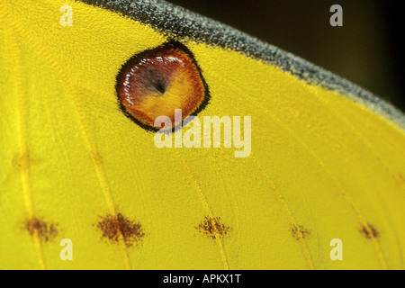 Madagascan moon moth (Argema mittrei), wing detail, Madagascar Stock Photo