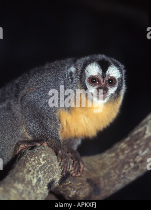 douroucouli, night monkey, humboldt's night monkey (Aotus trivirgatus), portrait Stock Photo