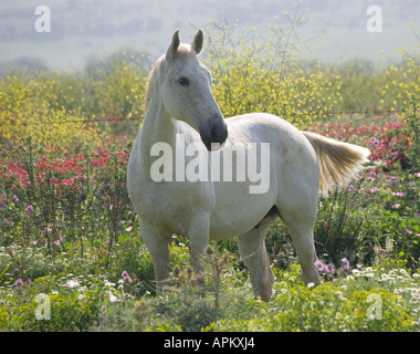 White horse in field of spring flowers Stock Photo