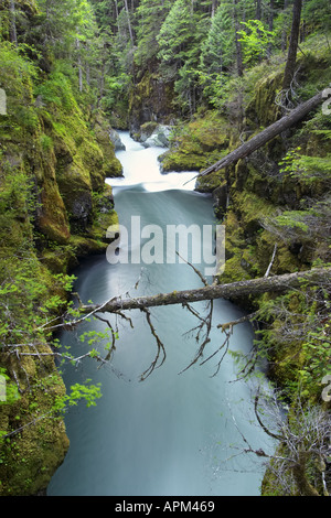 Ohanapecosh River flowing through canyon Silver Falls Mount Rainier National Park Lewis County Washington USA Stock Photo