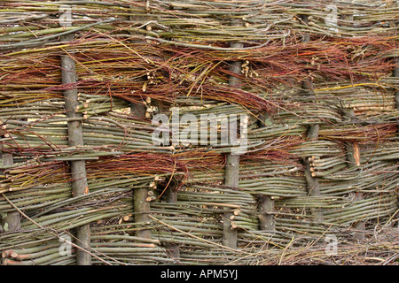 Close up detail of a woven willow fence in Sussex, England, UK Stock Photo