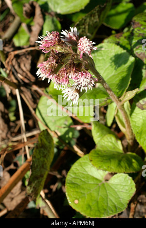 Petasites fragrans Winter Heliotrope flowering late January in a roadside ditch on the Blackdown Hills Somerset Stock Photo