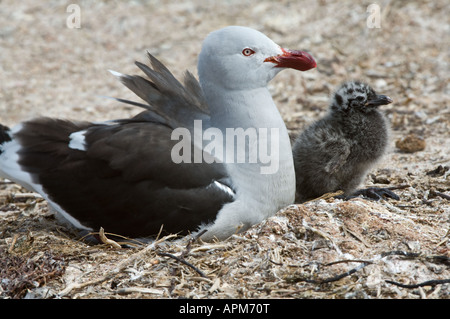 Dolphin Gull Leucophaeus scoresbii adult at nest with chick Shedder Pond shore Carcass Island West Falkland South Atlantic Stock Photo