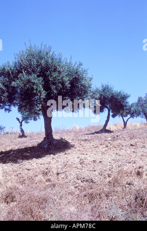 Olive trees in Southern Italy Rutino Italy Stock Photo