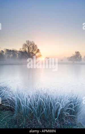 Sunrise over Heron Pond in Bushy Park Richmond upon Thames Greater London England UK Stock Photo