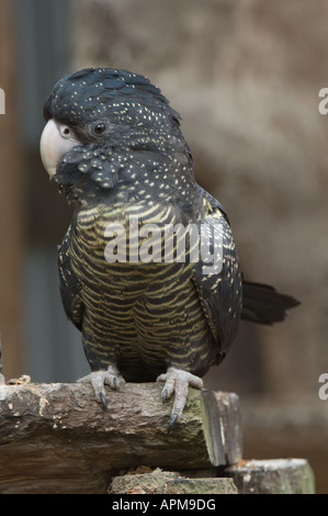 Red-tailed Black Cockatoo Calyptoehynchus baksii adult female perched captive Australia Stock Photo