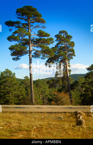 Road through a pine tree forest. Gudar - Javalambre country. Teruel province. Spain Stock Photo