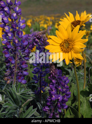 Spring flowers including purple lupine and yellow balsam root bloom in Oregon's Columbia River Gorge. Stock Photo