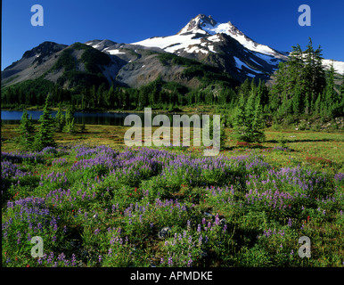 Summer bloom in meadow at Russell Lake with Central Oregon's Mt Jefferson. Stock Photo