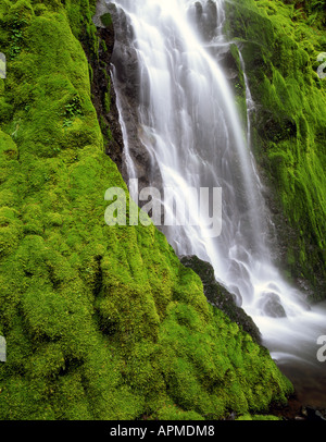 Cabin Creek Falls cascades over moss covered grotto in Oregon's Columbia River Gorge. Stock Photo