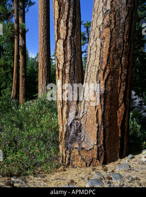 Grove of ponderosa pine trees in Central Oregon's Deschutes County. Stock Photo