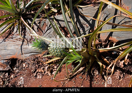 Pineapple fruit in a Dole Pineapple Plantation in Polomolok, South ...