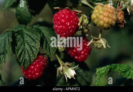 Raspberries Stock Photo