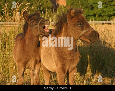 Two Shetland Pony foals one yawning Stock Photo