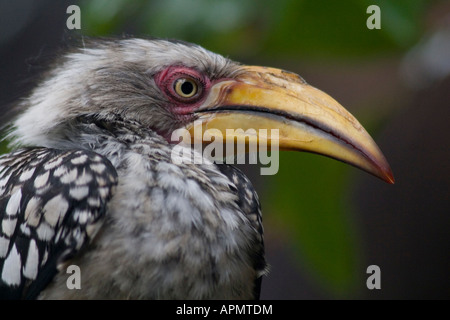 Southern Yellow-billed Hornbill juvenile South African bird Kruger National Park Lower Sabie South Africa Stock Photo